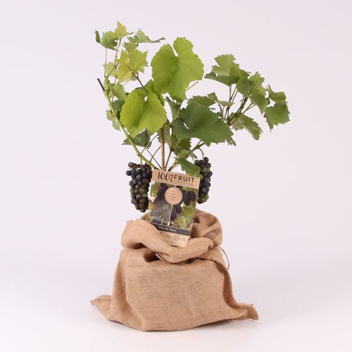 Druivenstruik - Afbeelding 4